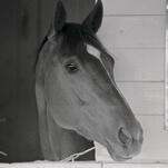 NBC forces America's greatest ghost horses to battle it out for the amusement of Kentucky Derby fans