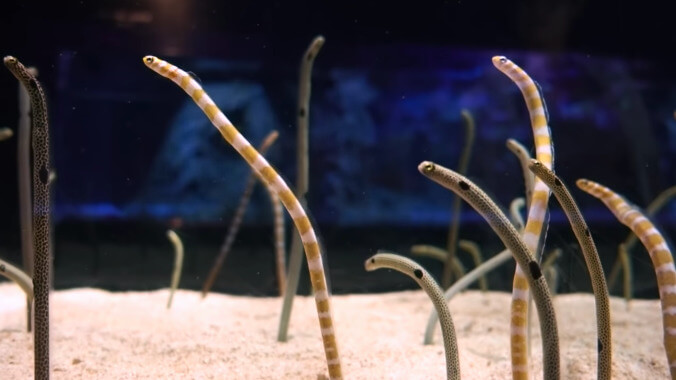 Someone please video chat with these lonely Japanese eels