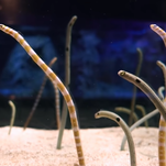 Someone please video chat with these lonely Japanese eels
