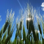 Actors and producers risk safety, defy shutdown to complete all-important Children Of The Corn reboot