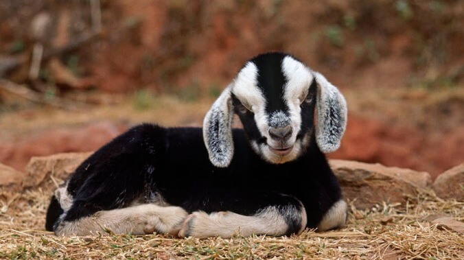 A priest wants to warn you of the seven deadly sins... through pictures of goats