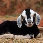 A priest wants to warn you of the seven deadly sins... through pictures of goats