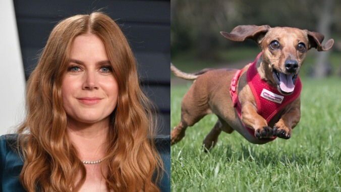 If Amy Adams can't win an Oscar playing people, she'll get one playing a damn dog