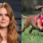 If Amy Adams can't win an Oscar playing people, she'll get one playing a damn dog