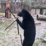 We should've seen Nunchaku Bear coming, but now it's too late