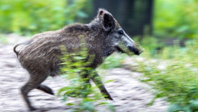 Naked man pursues laptop-thieving wild boar, and who among us cannot relate?