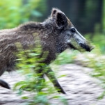 Naked man pursues laptop-thieving wild boar, and who among us cannot relate?