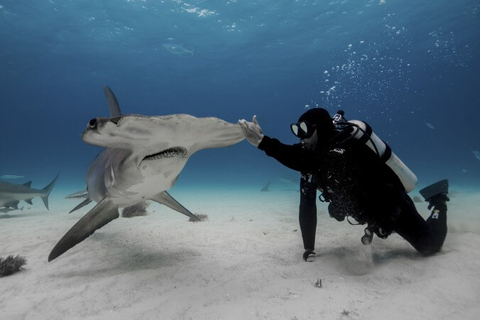 How losing a few limbs in a shark attack led Paul de Gelder to his Shark Week career