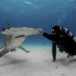 How losing a few limbs in a shark attack led Paul de Gelder to his Shark Week career