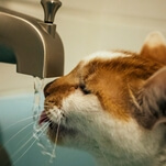 Oh, to be a cat in a plastic container sailing around a bathtub