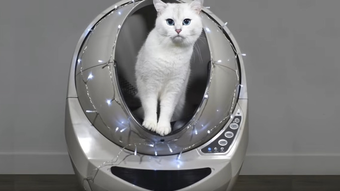 "The world's most beautiful cat" is here to shame average cats