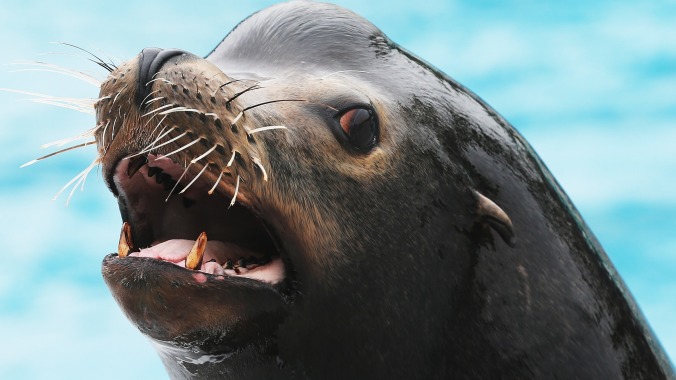 Meet Harpo The Sea Lion and his big, blaring sea lion choir