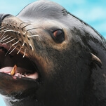 Meet Harpo The Sea Lion and his big, blaring sea lion choir