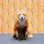 An open thread for your fan fic about the glorious library fox