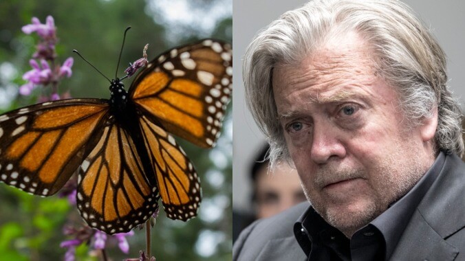 The butterfly sanctuary impacted by Steve Bannon's border wall scam is having a good day