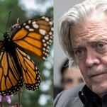 The butterfly sanctuary impacted by Steve Bannon's border wall scam is having a good day