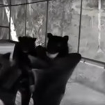 Surprising nobody, bats are the best goth dancers of all time