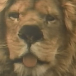 This lion fucks