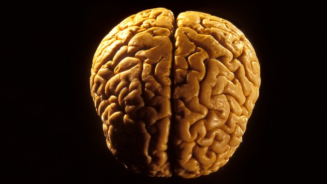 "Yeah, that's a brain," confirms everyone who looked at the brain this guy found on a beach