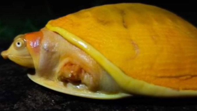 Everybody wants to eat the yellow turtle that looks like American cheese