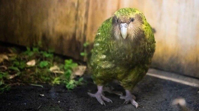 Sanctity of New Zealand's Bird Of The Year contest preserved after voter fraud uncovered