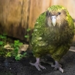 Sanctity of New Zealand's Bird Of The Year contest preserved after voter fraud uncovered