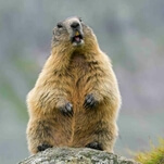 We could watch this groundhog devour a guy's garden all day