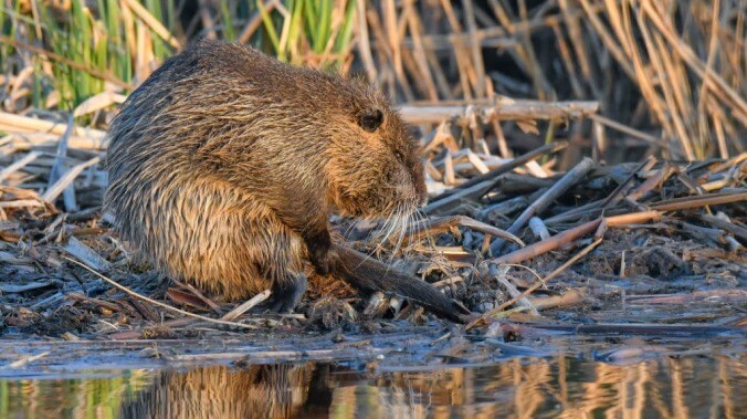 Beaver rehabilitating at woman's home keeps building dams out of her stuff