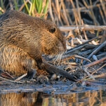 Beaver rehabilitating at woman's home keeps building dams out of her stuff