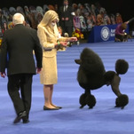 National Dog Show inches one step closer to fully non-human event with cardboard pets