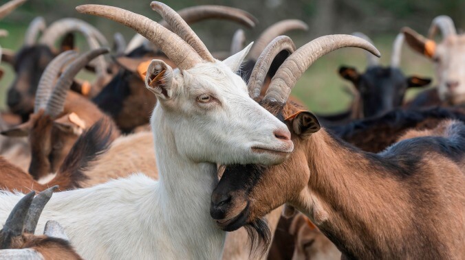 Treacherous goats, deadly pigeons, and other odd animals