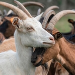 Treacherous goats, deadly pigeons, and other odd animals
