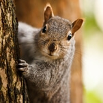 Squirrels are on the attack in New York City