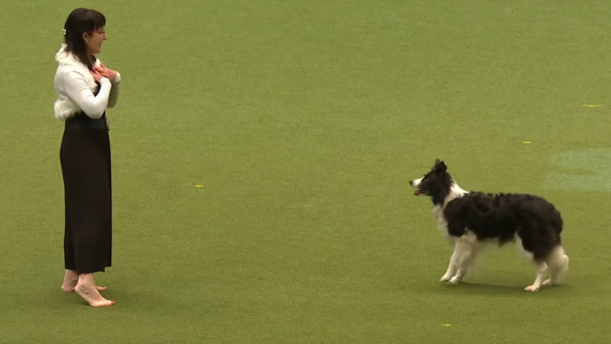 Please enjoy a dog show's choreographed Evanescence dance routine