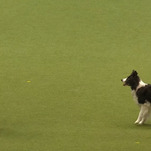 Please enjoy a dog show's choreographed Evanescence dance routine