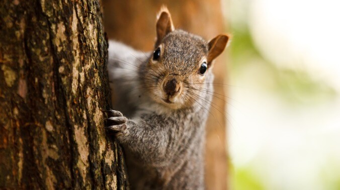Squirrels are on the attack in New York City