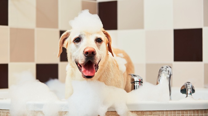 Guy who got roasted for using dog shampoo really wants to be known as "the guy who got roasted for using dog shampoo"