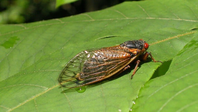 Get ready for Brood X, a swarm of screaming sex-fiend cicadas