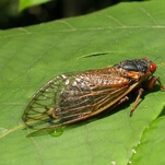 Get ready for Brood X, a swarm of screaming sex-fiend cicadas