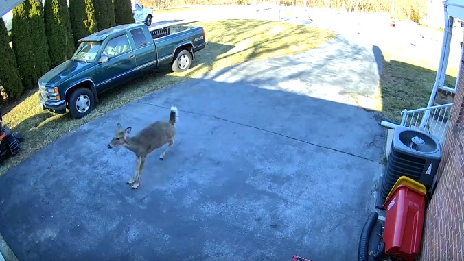 Bask in nature’s majesty with this video of a deer running headfirst into a garage door