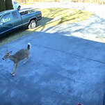 Bask in nature’s majesty with this video of a deer running headfirst into a garage door