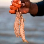 Shrimp tails, bits of string, and rat feces are now part of this complete breakfast