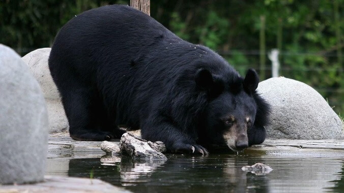 Bear hijacks man's morning to enjoy nice soak in a hot tub