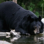 Bear hijacks man's morning to enjoy nice soak in a hot tub