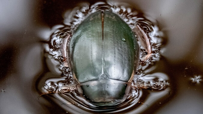 Meet the Beetles: This jewelry is made from live insects