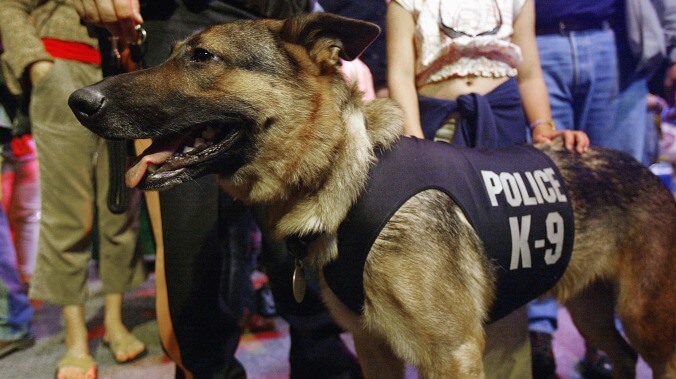 Welcome to the Resistance, British police dog