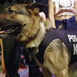 Welcome to the Resistance, British police dog