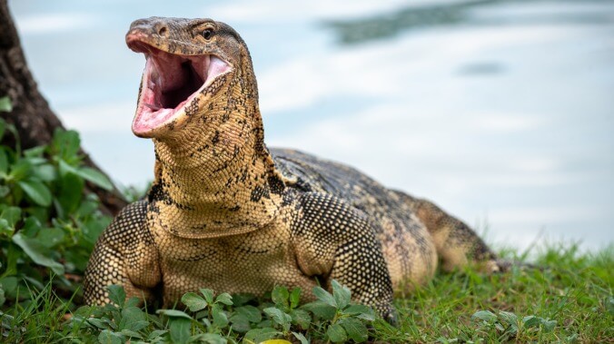 Cast the 7-Eleven monitor lizard in the MonsterVerse, you cowards