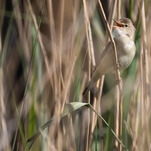 Music producer one-ups nature by remixing birdsong into club bangers