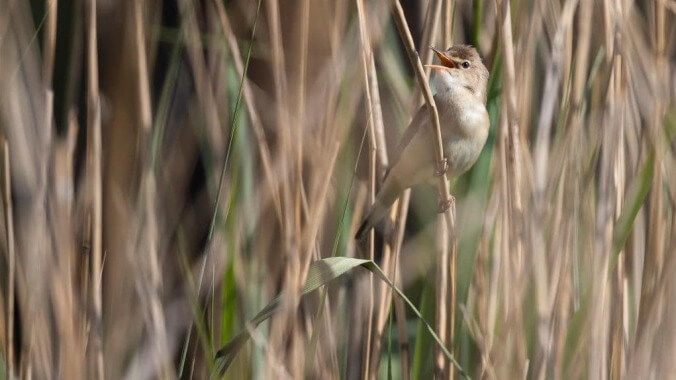 Music producer one-ups nature by remixing birdsong into club bangers